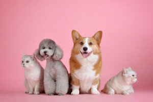 dois gatos brancos, um cachorro poodle cinza e um cachorro corgi m um fundo rosa