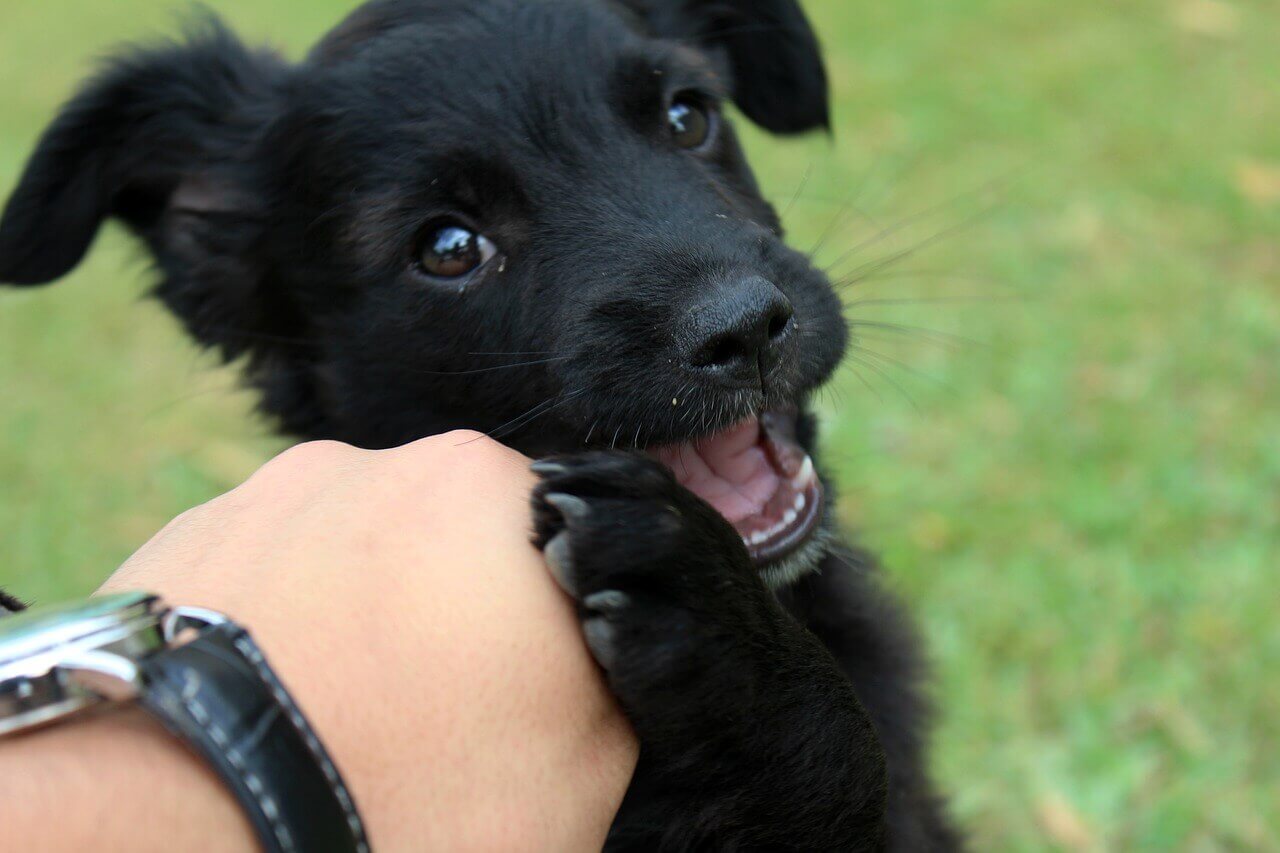 um cachorrinho brincando de morder a mão de seu tutor